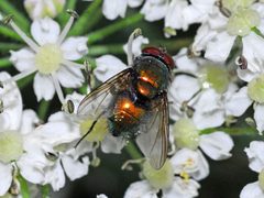 Calliphoridae - Lucilia cf. illustris by Hectonichus. Used under a CC BY-SA 4.0 license.