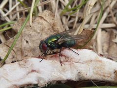 Lucilia sericata Piazzo 03 by Syrio. Used under a CC BY-SA 4.0 license.