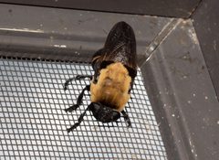 Cuterebra abdominalis 299518226 by Jamie Griffiths. Used under a CC BY 4.0 license.