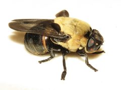 Cuterebra abdominalis 300577701 by Dan MacNeal. Used under a CC BY 4.0 license.