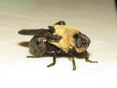 Cuterebra abdominalis 300577716 by Dan MacNeal. Used under a CC BY 4.0 license.