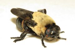 Cuterebra abdominalis 300577753 by Dan MacNeal. Used under a CC BY 4.0 license.