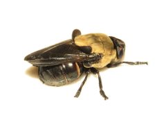 Cuterebra abdominalis 300577771 by Dan MacNeal. Used under a CC BY 4.0 license.