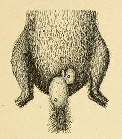 Emasculating bot fly on striped gopher by Unknown authorUnknown author. Used under a Public domain license.