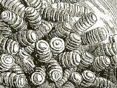 Gasterophilus intestinalisOestre by own work. Used under a Public domain license.