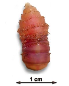 Gasterophilus intestinalis Larve by Lamiot. Used under a CC BY-SA 3.0 license.