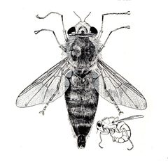 Gasterophilus intestinalis f by Maurice T. James, USDA. Used under a Public domain license.