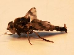 Gasterophilus intestinalis female by Ekstam. Used under a CC BY-SA 4.0 license.