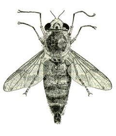 Gasterophilus intestinalis from CSIRO by Unknown authorUnknown author. Used under a Public domain license.