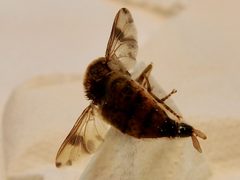 Gasterophilus intestinalis wing pattern by Ekstam. Used under a CC BY-SA 4.0 license.