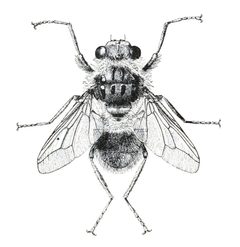 Hypoderma lineatum f by Maurice T. James, USDA. Used under a Public domain license.
