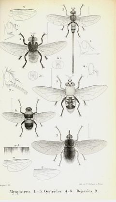 MacquartTab2 by Justin Pierre Marie Macquart. Used under a Public domain license.