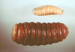 Oestrus-ovis-larva by Alan R Walker. Used under a CC BY-SA 3.0 license.