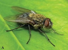 Pollenia pediculata by Gisondi S, Rognes K, Badano D, Pape T, Cerretti P (2020) The world Polleniidae (Diptera, Oestroidea): key to genera and checklist of species. ZooKeys 971: 105-155.. Used under a CC BY 4.0 license.