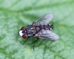 2018 06 02 Metopia argyrocephala by Slimguy. Used under a CC BY 4.0 license.