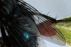 Onesia floralis wing detail by James K. Lindsey. Used under a CC BY-SA 3.0 license.