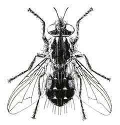 Wohlfahrtia vigil f by Maurice T. James, USDA. Used under a Public domain license.