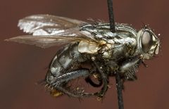 Sarcophaga bullata by 0'.12.1.0.N. Used under a Public domain license.