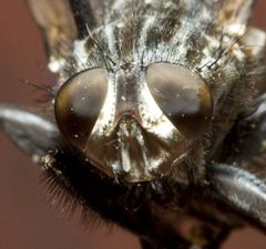Sarcophaga eyes by 0'.12.1.0.N. Used under a Public domain license.