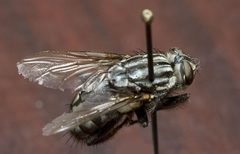 Sarcophaga wings by 0'.12.1.0.N. Used under a Public domain license.