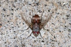 Tachinidae- Billaea rutilans by Kristof Zyskowski &amp; Yulia Bereshpolova. Used under a CC BY 2.0 license.