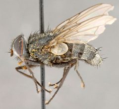 Billaea sibleyi by Unspecified, Canadian National Collection of Insects, Arachnids and Nematodes. Used under a CC0 license.