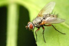 Dinera.grisescens.-.lindsey by James K. Lindsey. Used under a CC BY-SA 3.0 license.