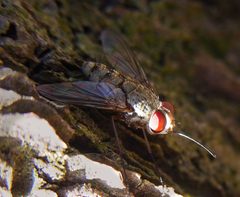 Prosena siberita by Siga. Used under a CC BY-SA 3.0 license.