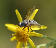 Prosena siberita - Flickr - S. Rae by S. Rae from Scotland, UK. Used under a CC BY 2.0 license.