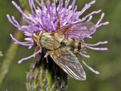 Tachinidae - Prosena siberita-001 by Hectonichus. Used under a CC BY-SA 4.0 license.