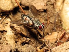 Tachinid Fly - Flickr - treegrow by Katja Schulz from Washington, D. C., USA. Used under a CC BY 2.0 license.