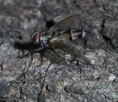 Zelia vertebrata P1540271a by 
xpda. Used under a CC BY-SA 4.0 license.