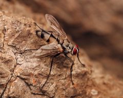 Zelia vertebrata posing on a tree by BenfromBaltimore. Used under a CC BY-SA 4.0 license.