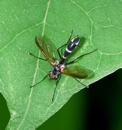 Cordyligaster septentrionalis - wiki by WanderingMogwai. Used under a CC BY-SA 4.0 license.
