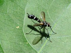 Skinny Tachinid - Flickr - treegrow by Katja Schulz from Washington, D. C., USA. Used under a CC BY 2.0 license.