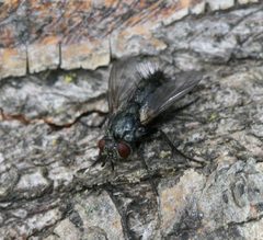 Voria.ruralis by Sandy Rae. Used under a CC BY-SA 3.0 license.