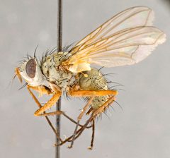 Cryptomeigenia demylus01 by Canadian National Collection of Insects, Arachnids and Nematodes. Used under a Copyrighted free use license.