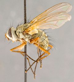 Cryptomeigenia demylus02 by Canadian National Collection of Insects, Arachnids and Nematodes. Used under a Copyrighted free use license.