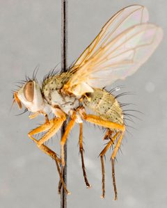Cryptomeigenia demylus03 by Canadian National Collection of Insects, Arachnids and Nematodes. Used under a Copyrighted free use license.