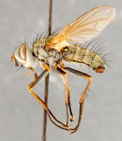 Cryptomeigenia demylus04 by Canadian National Collection of Insects, Arachnids and Nematodes. Used under a Copyrighted free use license.