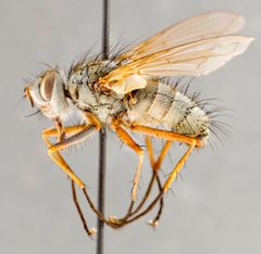 Cryptomeigenia demylus05 by Canadian National Collection of Insects, Arachnids and Nematodes. Used under a Copyrighted free use license.