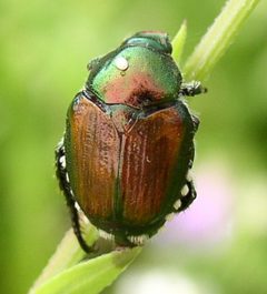 Istocheta aldrichi egg on Japanese beetle by Beatriz Moisset. Used under a CC BY-SA 4.0 license.