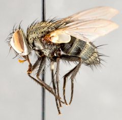 Myiopharus doryphorae01 by Canadian National Collection of Insects, Arachnids and Nematodes. Used under a Copyrighted free use license.