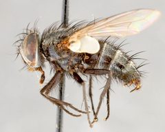 Myiopharus doryphorae02 by Canadian National Collection of Insects, Arachnids and Nematodes. Used under a Copyrighted free use license.