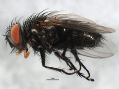 Myiopharus doryphorae03 by CBG Photography Group, Centre for Biodiversity Genomics. Used under a CC0 license.