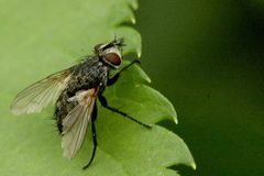 Phryxe.vulgaris by James K. Lindsey. Used under a CC BY-SA 3.0 license.