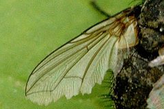 Phryxe.vulgaris.wing.detail by James K. Lindsey. Used under a CC BY-SA 3.0 license.