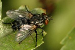 Exorista.larvarum by James K. Lindsey. Used under a CC BY-SA 3.0 license.