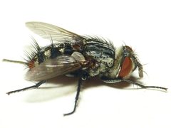 Winthemia quadripustulata by 



This image is created by user Dick Belgers at Waarneming.nl, a source of nature observations in the Netherlands.
. Used under a CC BY 3.0 license.
