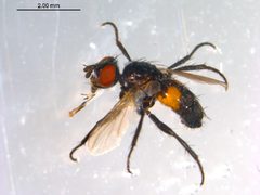 Besseria anthophila by CBG Photography Group, Centre for Biodiversity Genomics. Used under a CC0 license.
